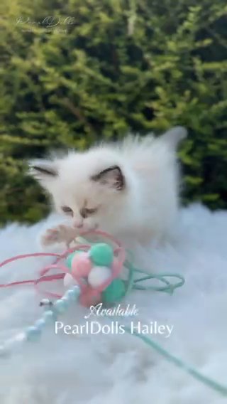 SEAL BICOLOUR RAGDOLL GIRL ⭐️GCCF⭐️ PEARLDOLLS HAILEY in Lincoln