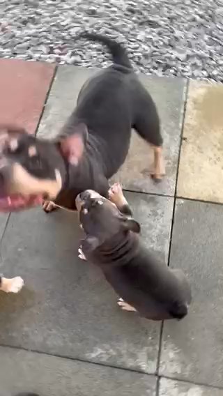 Massively Reduced Micro Bully Puppies in Anglesey