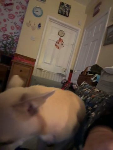 Chihuahua in Staffordshire