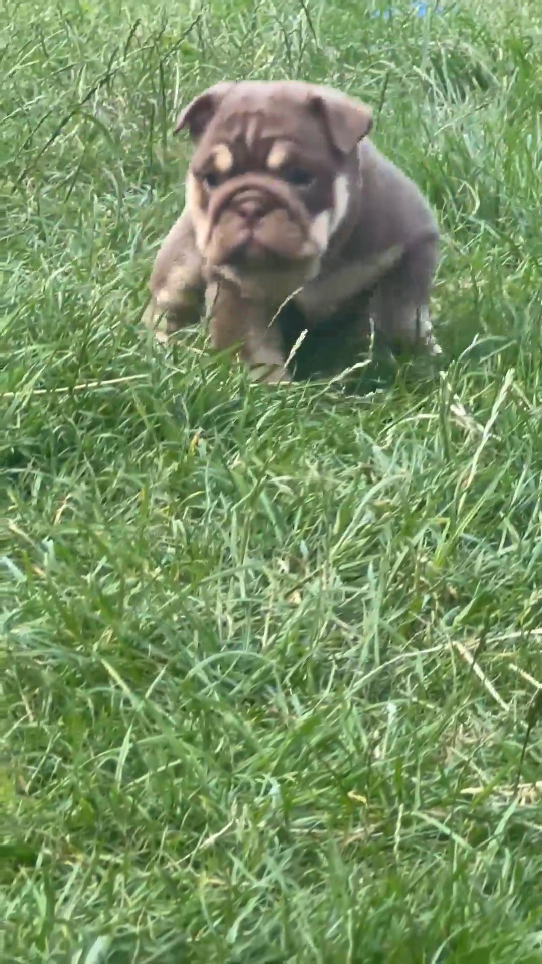 bulldog puppy/ Buddah pup in Barnsley