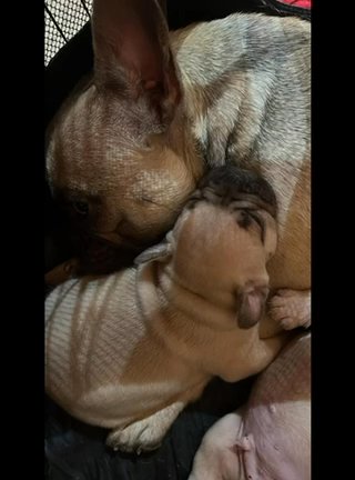 French Bulldogs in Northampton
