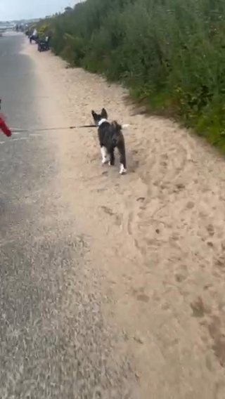 American Akita in Aberdeenshire