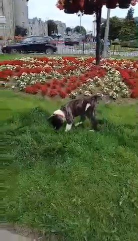American Akita in Aberdeenshire
