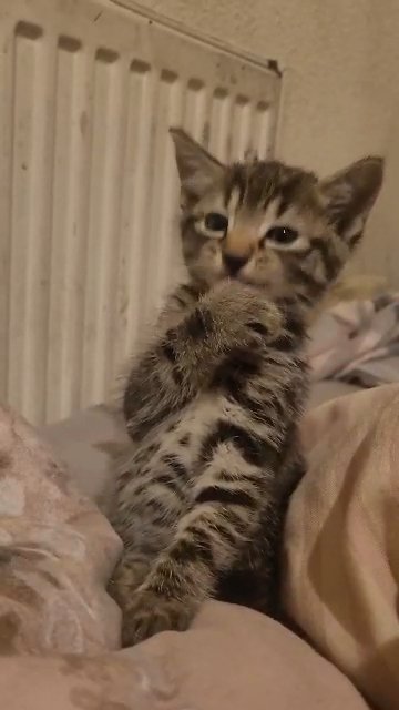 2 lovely kittens male in barking in London