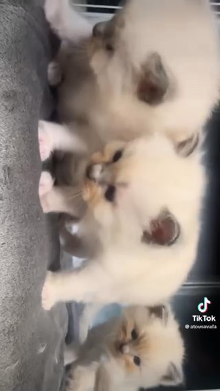Ragdoll kittens in Solihull