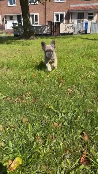 Fluffy French Bulldog in Glasgow