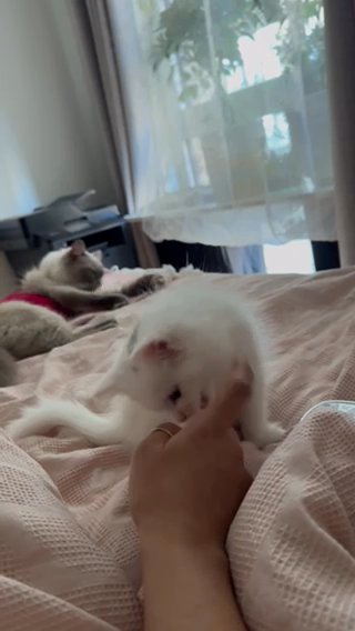 Stunning Persian Kitten in London