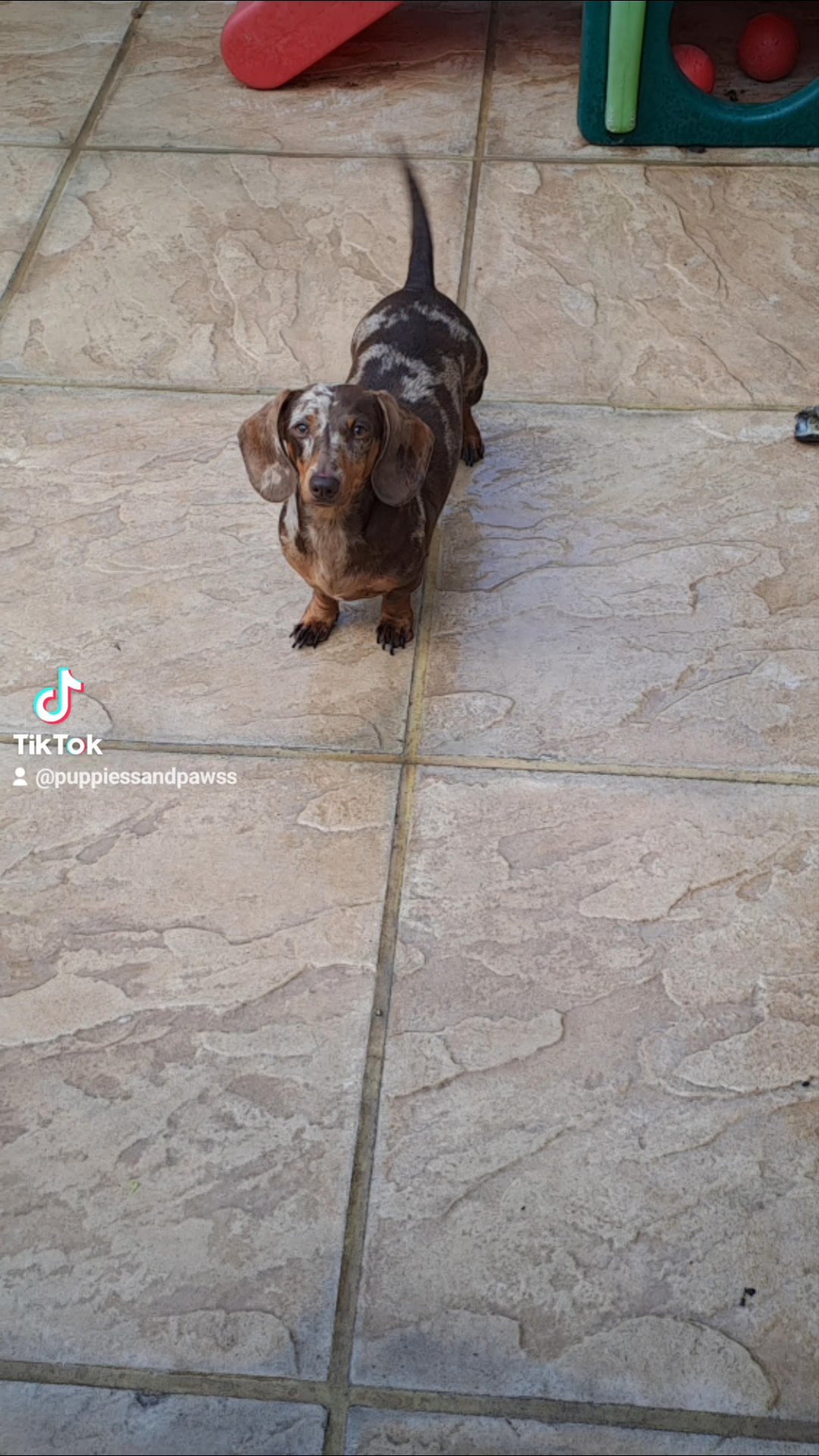 kc registered miniature dachshund in London