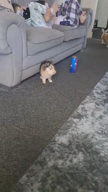 rabbits for rehome in Glasgow
