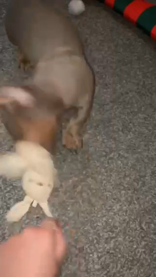 Male Miniature Dachshund in Blackburn with Darwen