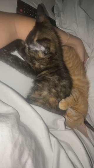 kitten for sale in London