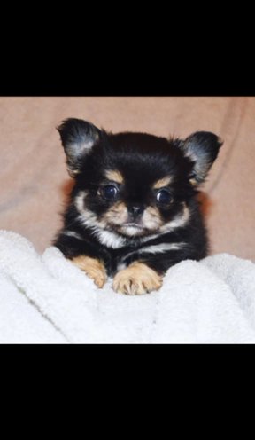 KC REG LONGCOAT CHIHUAHUA GIRL in North East Lincolnshire