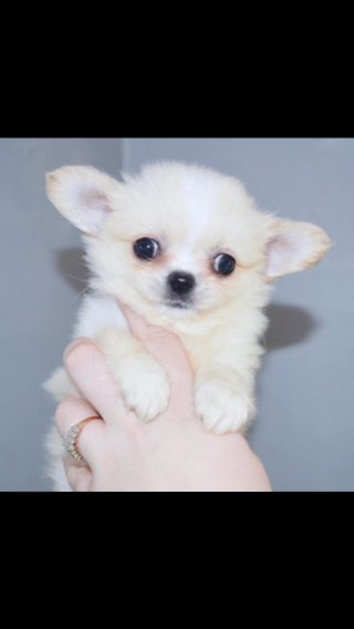 RESERVED KC Reg Cream Longcoat Chihuahua Male in North East Lincolnshire
