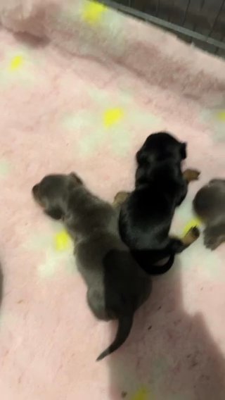 Beautiful Miniature Dachsund 1 Boy 2 Girls in London