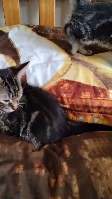 marble Bengal in London