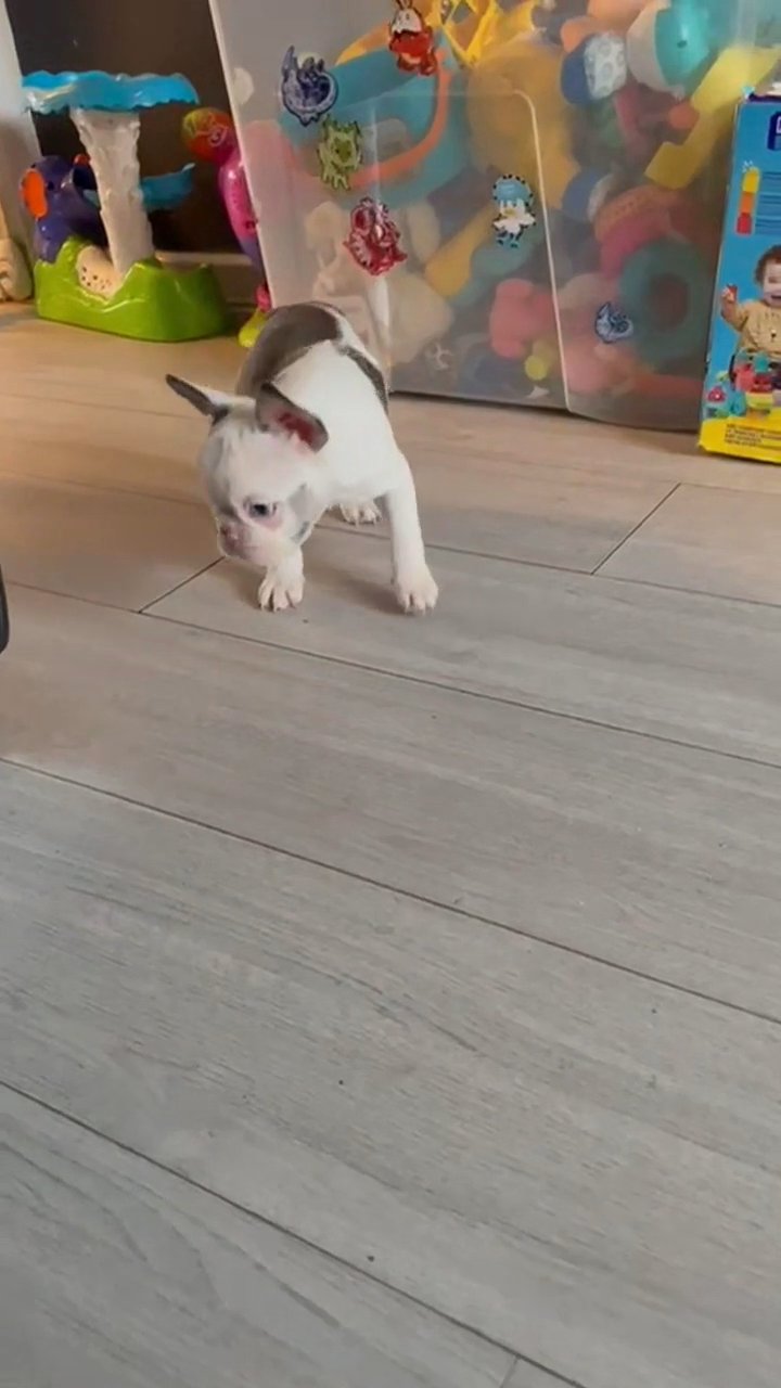 Beautiful Male Frenchie Available in Birmingham