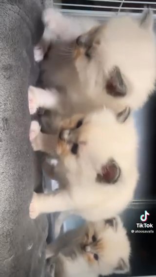 Ragdoll kittens in Solihull