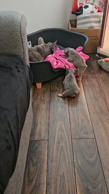 fluffy carrier french bulldogs in Blackpool