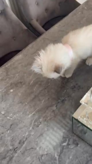 PURE BLUE POINT PEDIGREE RAGDOLL KITTENS FOR SALE in Kirklees
