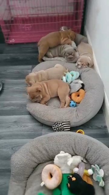 English bulldog puppies available in Birmingham