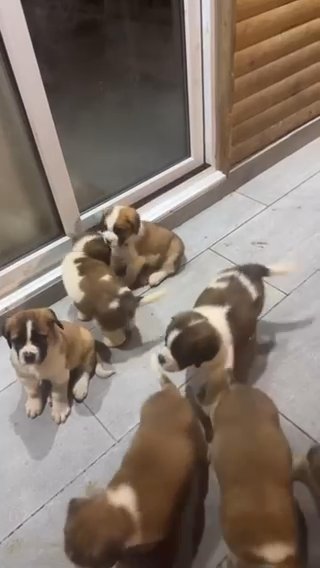 Exceptional Litter Of Saint Bernards in Warrington