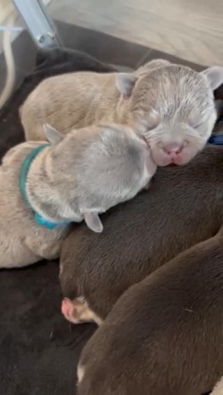 Kc Registered French Bulldog Puppies in Staffordshire