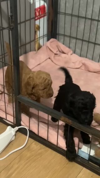 Beautiful Cockapoo in Birmingham