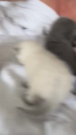British Shorthair Pedigree Kittens Colorpoints in Walsall