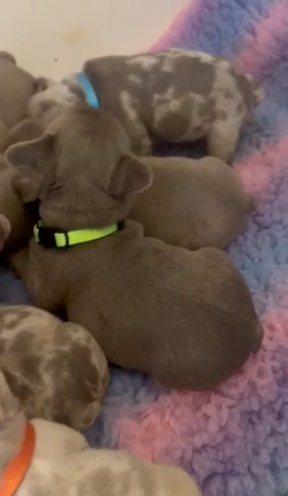 DWKC Newshade/Isabella Frenchie puppies all carry Fluffy! in North Yorkshire