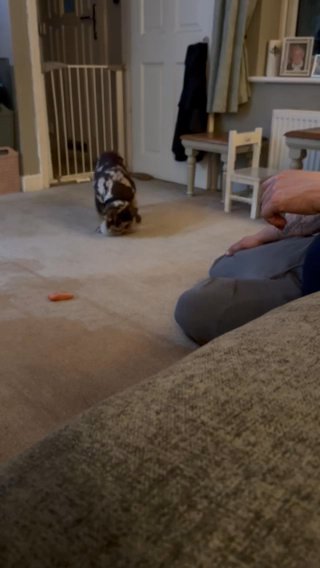 Haggis New English Bulldog Baby in East Hertfordshire