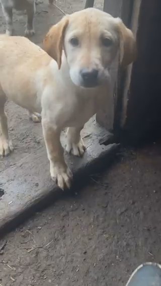 Gorgeous Labrador Pup in Blackburn