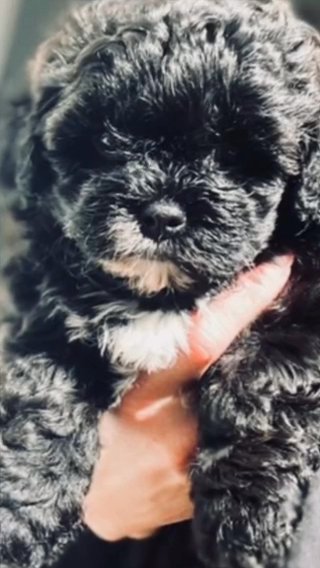 Imperial Shihpoo Puppies Shihtzu Cockapoo in Liverpool