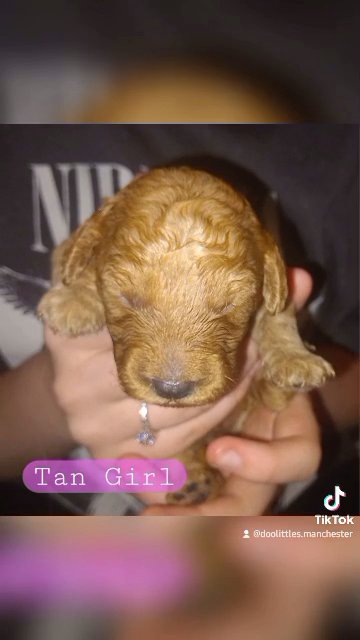 1 girl remaining!!! 5* F2 Cockapoos ready to leave! in Manchester