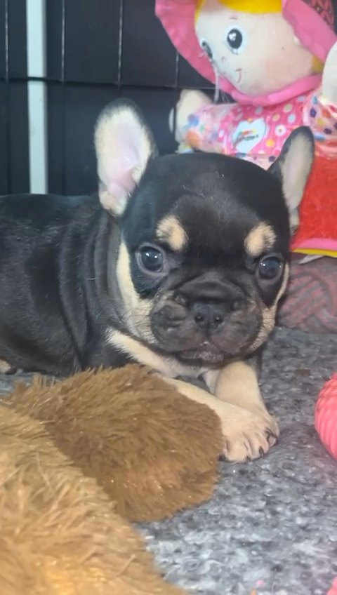 Micro French Bulldog Carrying Pink? in Birmingham