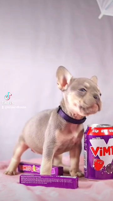 real micro frenchbulldog in Birmingham