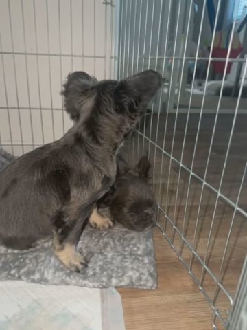 Fluffy Frenchbull Dog in Northampton