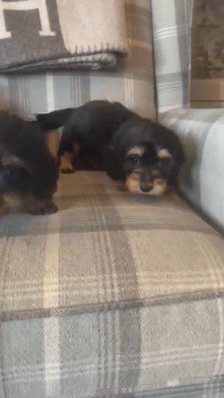 Beautiful Mini Long Dachshund Cross Pups in West Lancashire