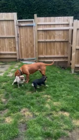 The Sweetest Dogue De Bordeaux Needs To Go Open To Offers in Blaenau Gwent
