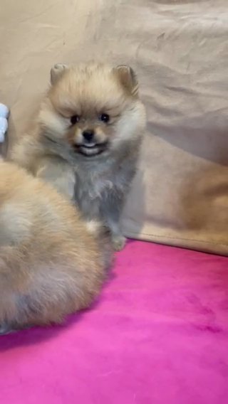 Pomeranian fluffy puppy girl ???for sale in Boston