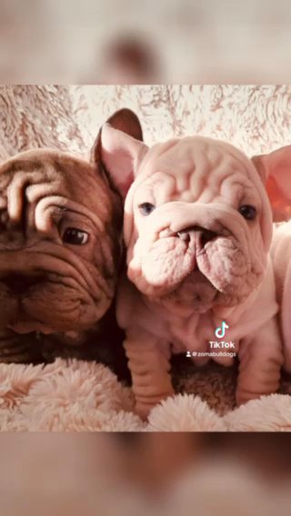 Beautiful Velvet French Bulldogs in Cambridge
