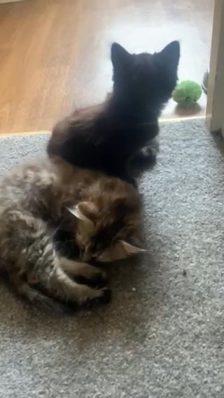 2 Female Kittens in Brentwood