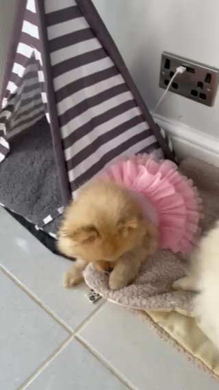 ??beautiful fluffy Pomeranian puppy girl in Boston