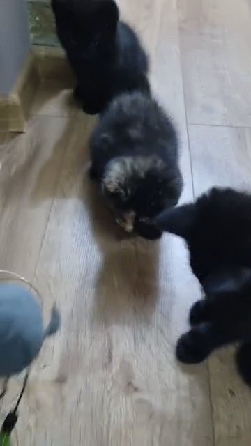 kittens in Boston