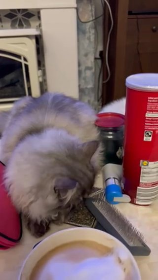 Rare Smokey Blue Chinchilla Persian in Colchester