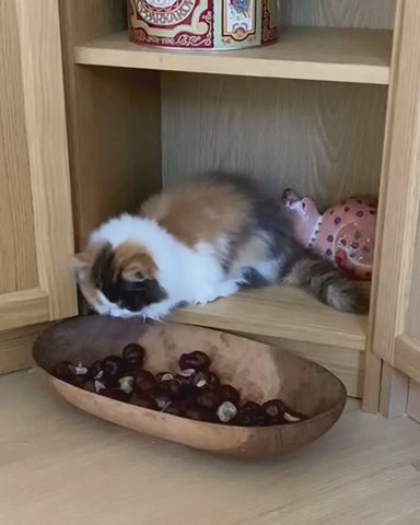 British Longhair Chocolate Tortie Girl in Cannock Chase