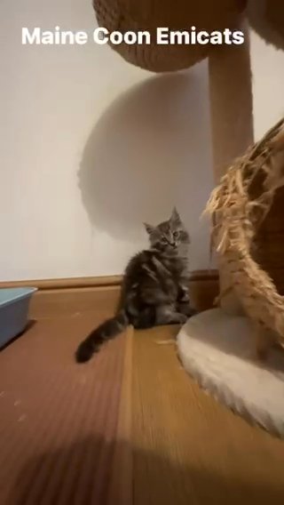Maine Coon Kittens TICA Registered Pedigree in Birmingham