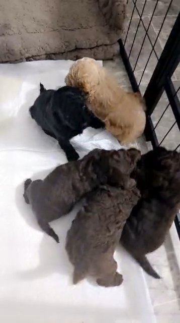 toy poodle puppies in Torfaen