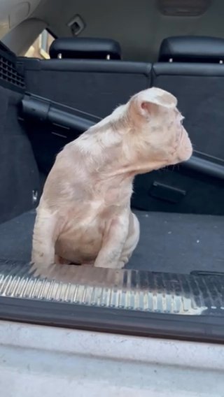 Isabella Split Face Male in Liverpool