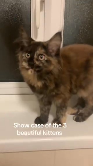 3 Polydactly Female Xxl Maine Coon Girls in Gloucester
