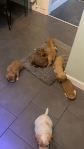 Cocker Spaniel Pups in Bassetlaw